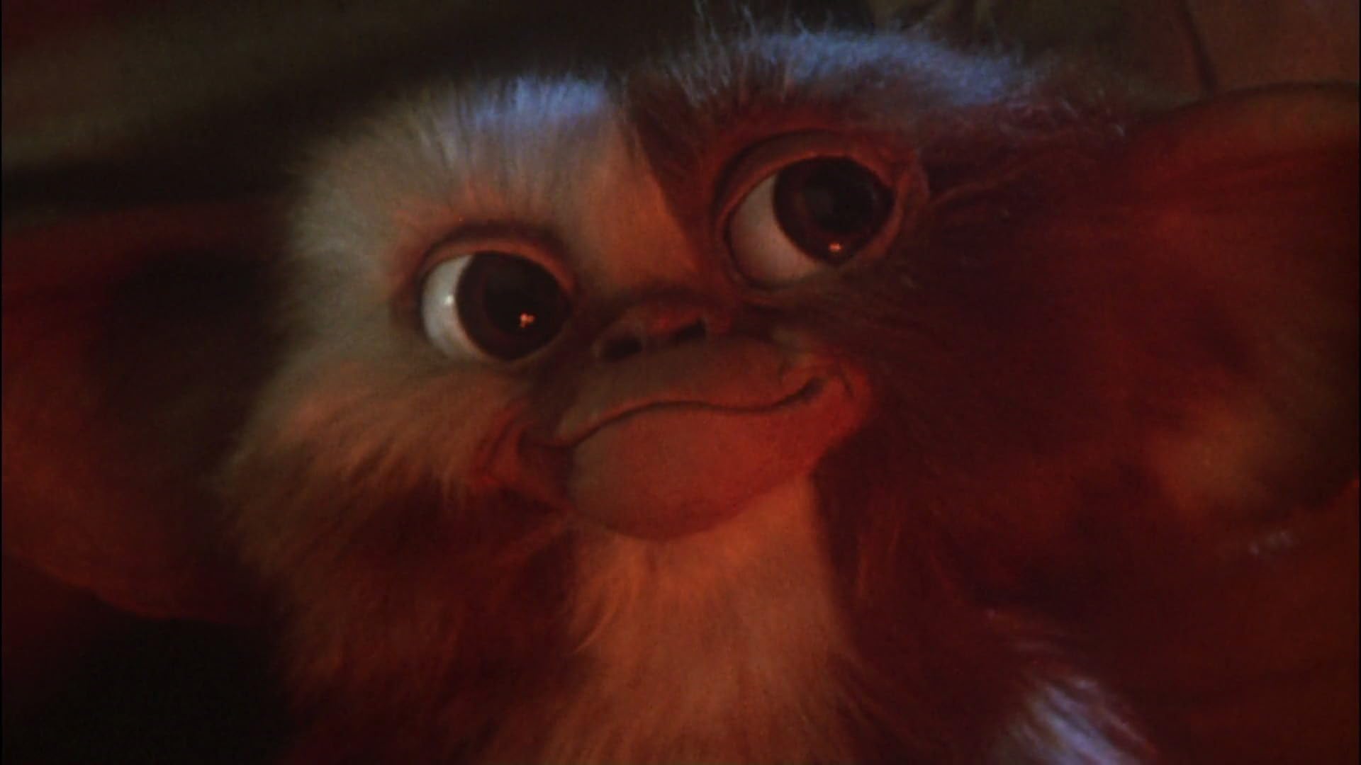 Gizmo, en gros plan
Gremlins – © 1984 Warner Bros.